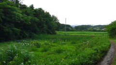 2013/06/22_原野