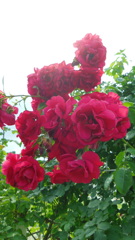 2013/06/15_伊奈町制施行記念公園 バラ園のバラ