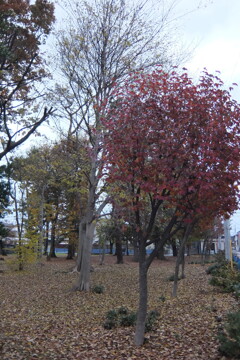 2014/11/30_ふれあいの森801