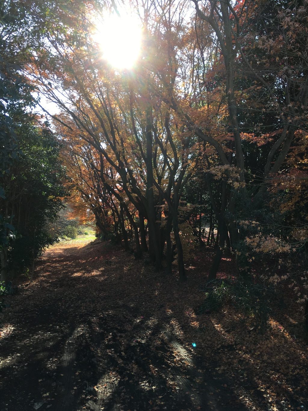 2019/12/12_木漏れ日と紅葉の奥の日差し