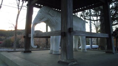 2012/12/08_観音寺の白い象