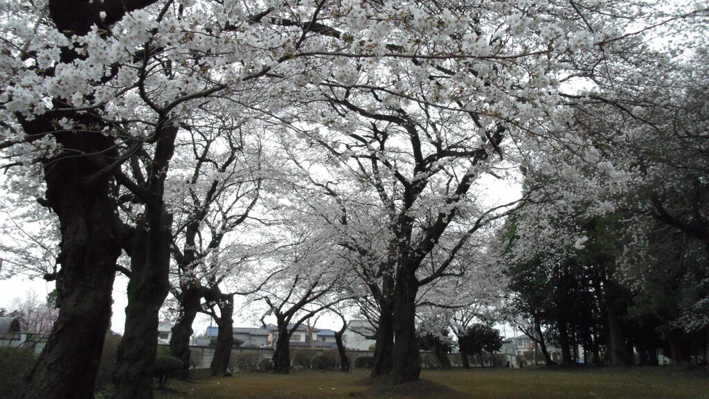 2013/03/24_氷川児童公園の桜