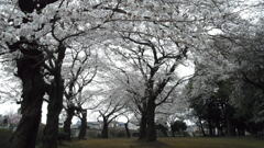 2013/03/24_氷川児童公園の桜
