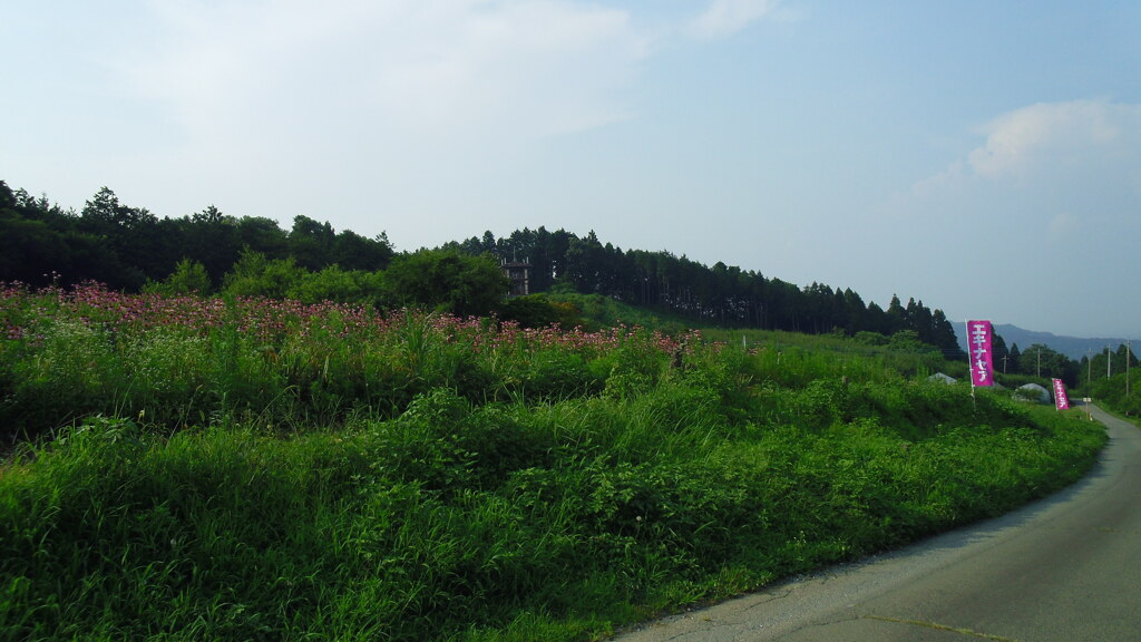 2012/07/28_中間平緑地公園のエキナセア