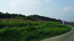 2012/07/28_中間平緑地公園のエキナセア