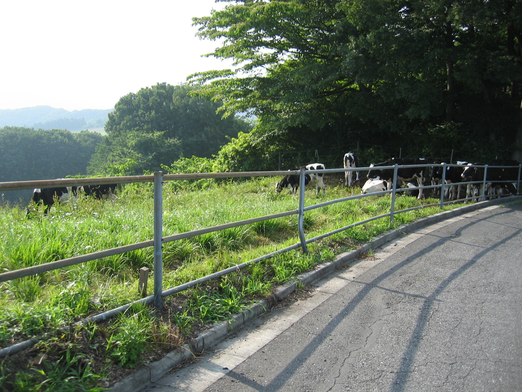 2011/07/02_外秩父山中の牛たち