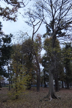 2014/11/30_ふれあいの森801