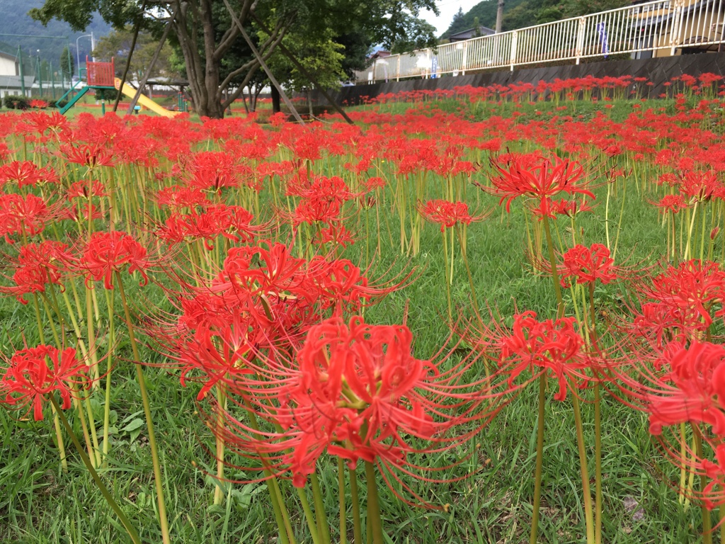 2019/09/29_ふれあい広場の彼岸花