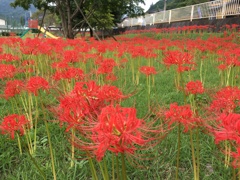2019/09/29_ふれあい広場の彼岸花