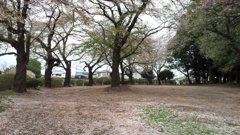 2013/04/06_氷川児童公園の桜