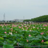 2013/07/20_伊佐沼の蓮