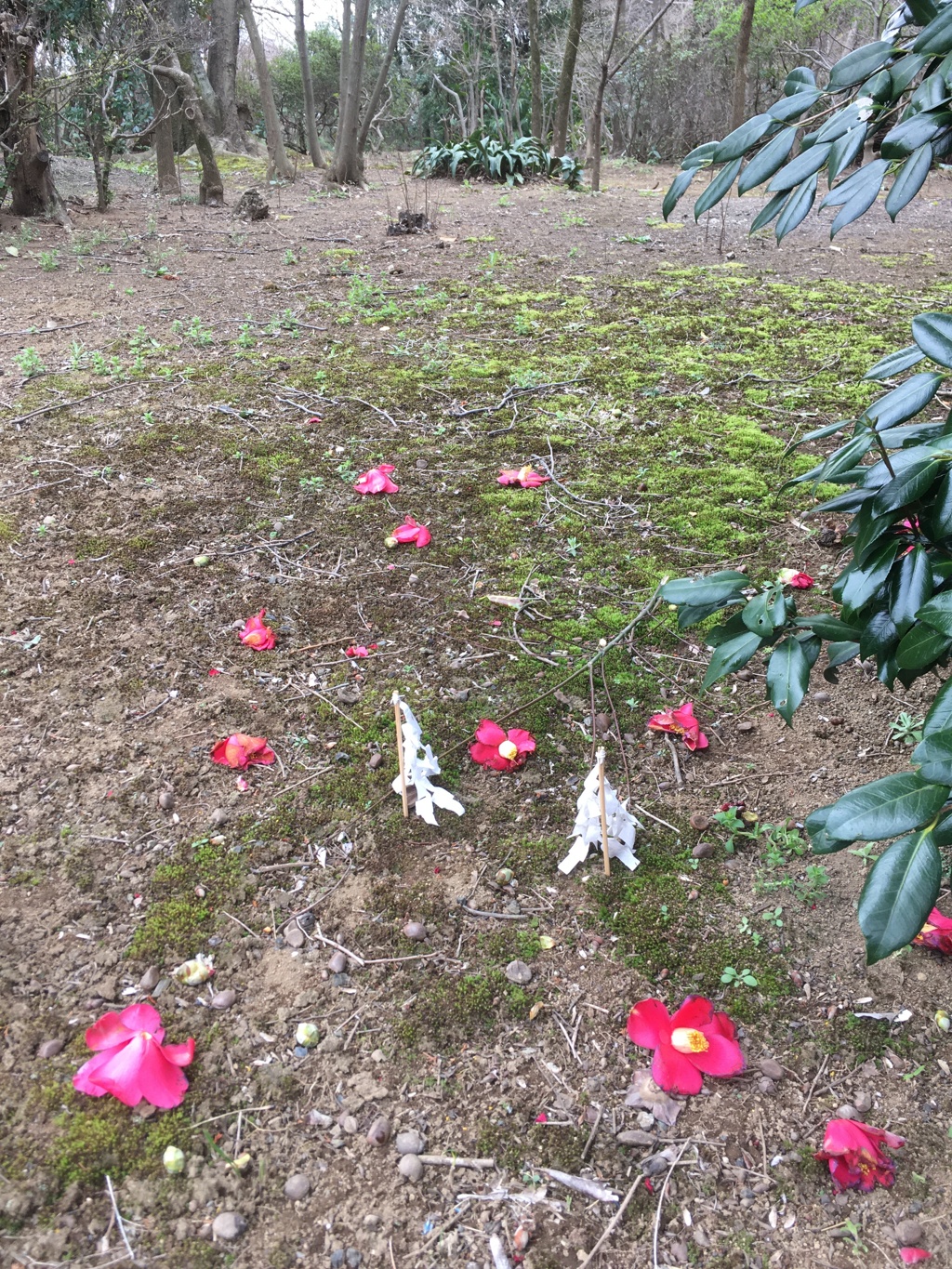 2020/03/23_椿と晦日祓い