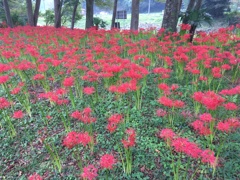 2019/09/29_安戸河原の彼岸花