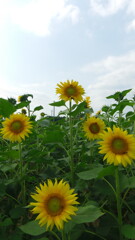 2013/06/29_向日葵