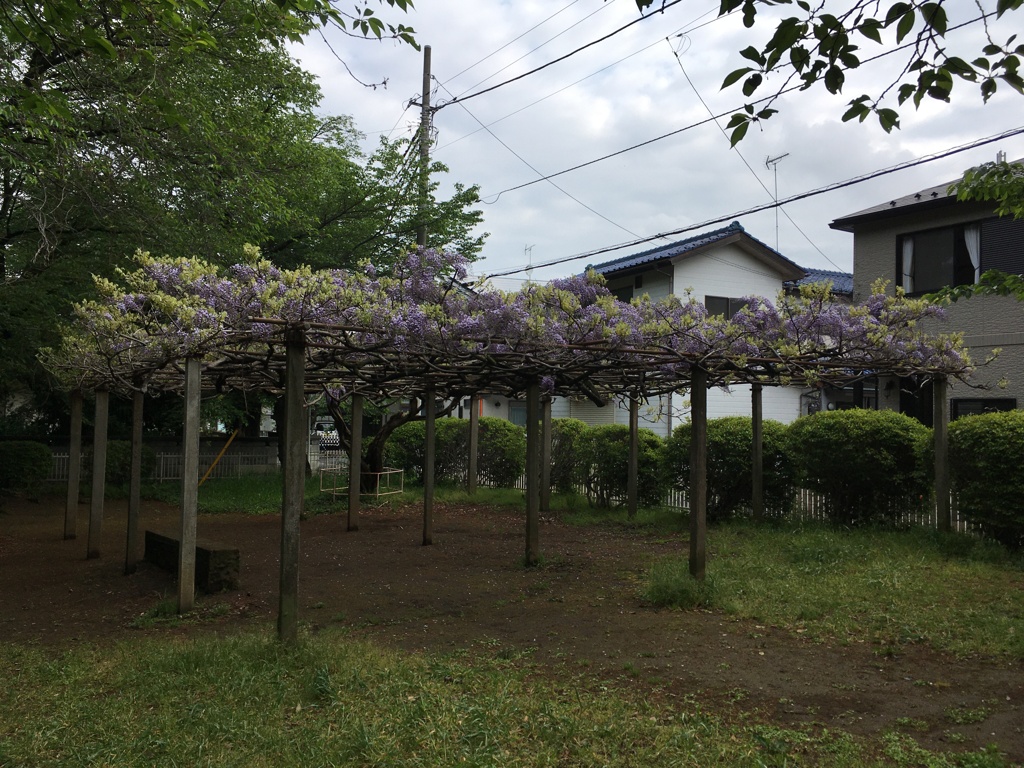 2020/04/28_氷川児童公園の藤