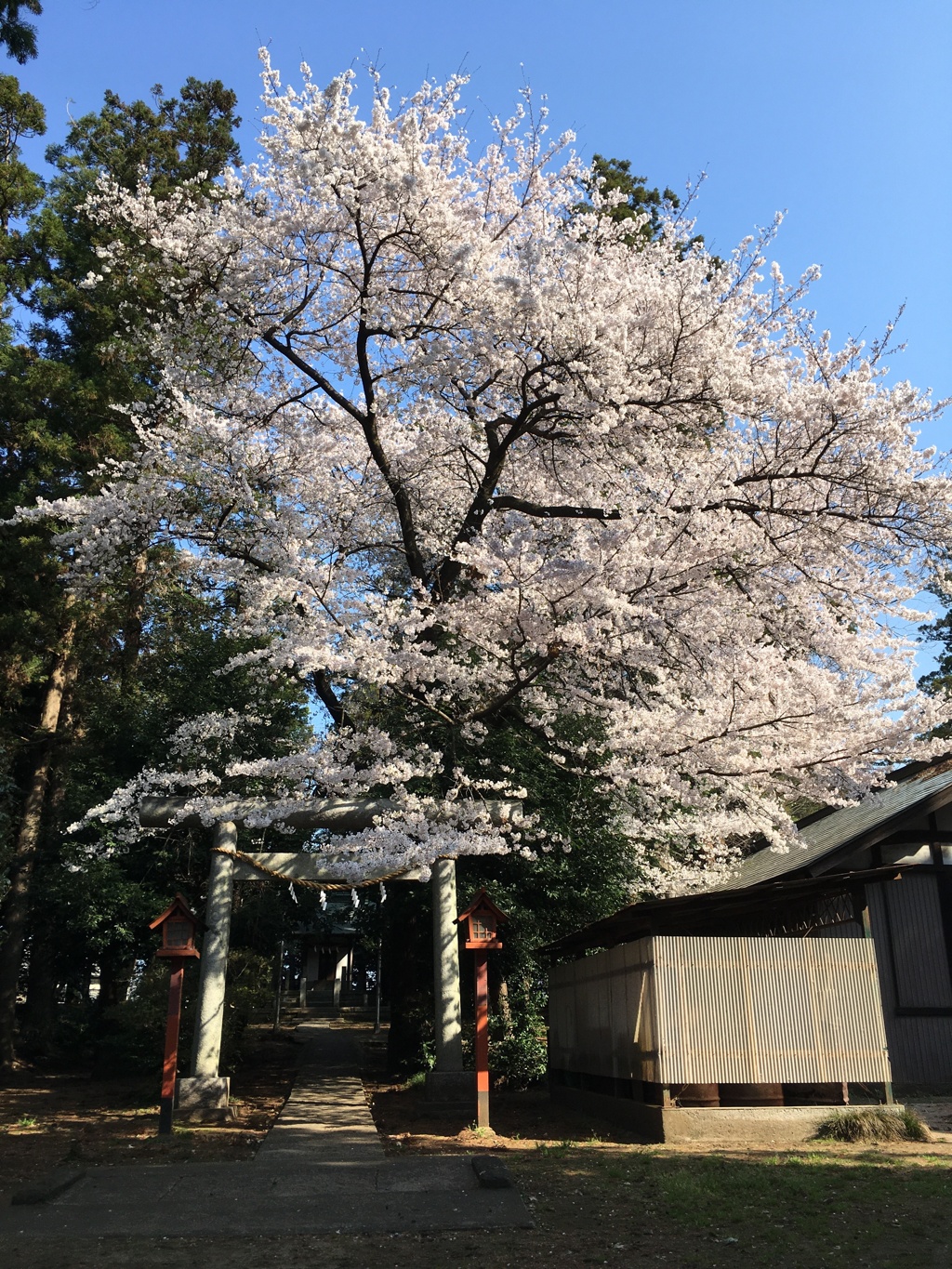 2020/03/26_伊奈崇霊社の桜