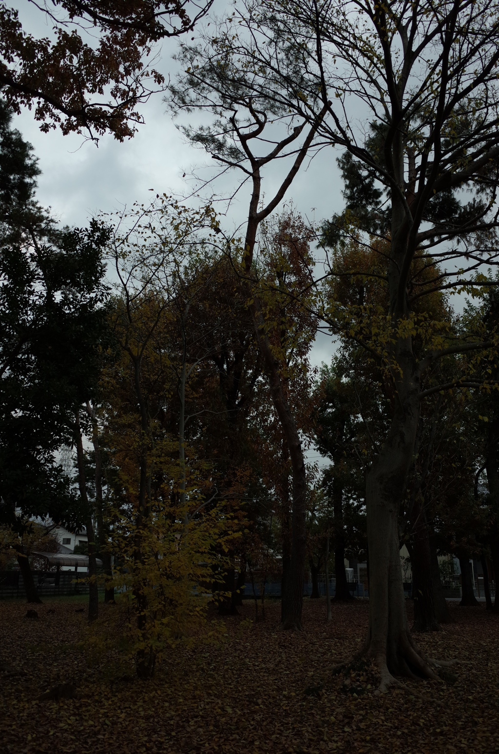 2014/11/30_ふれあいの森801