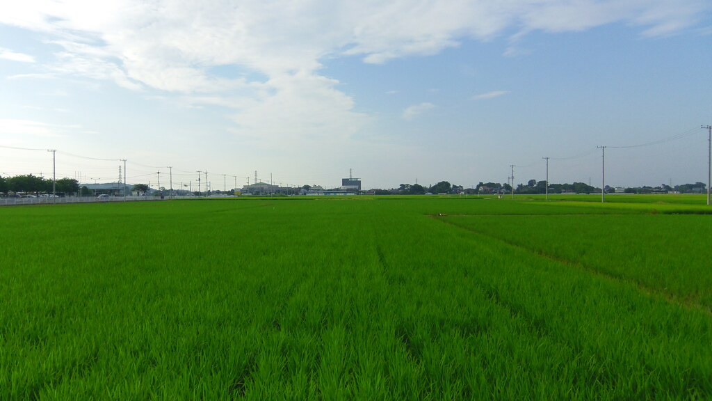 2013/07/21_田んぼの中のフレサよしみ