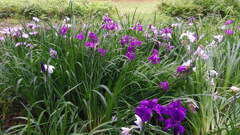2013/06/15_伊奈町制施行記念公園の菖蒲