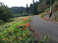 2019/09/29_外秩父山中の彼岸花とキバナコスモス