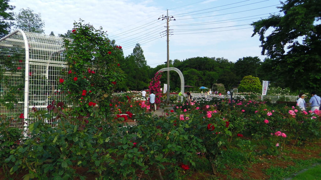 2013/06/02_伊奈町制施行記念公園 バラ園