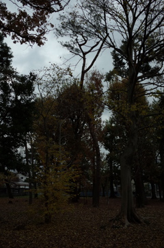 2014/11/30_ふれあいの森801