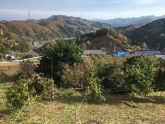 2019/12/01_大通領神社参拝路
