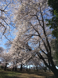 2020/03/25_氷川児童公園の桜