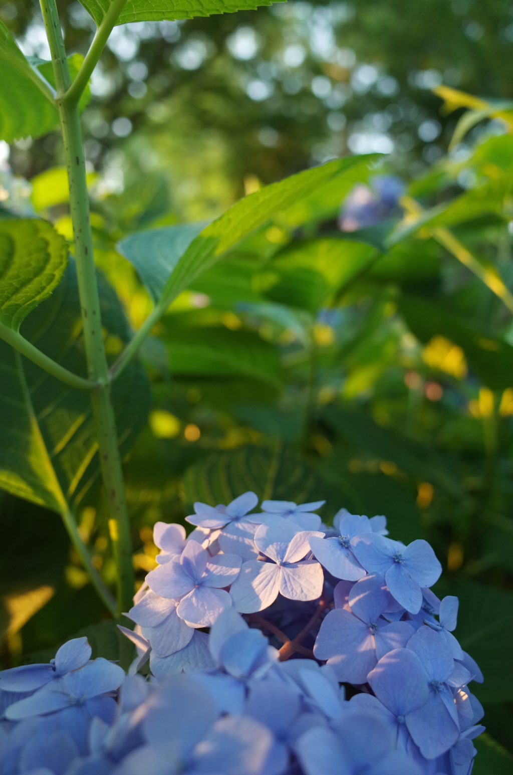 2016/06/18_伊奈アジサイ園の夕暮れ紫陽花（没カット）