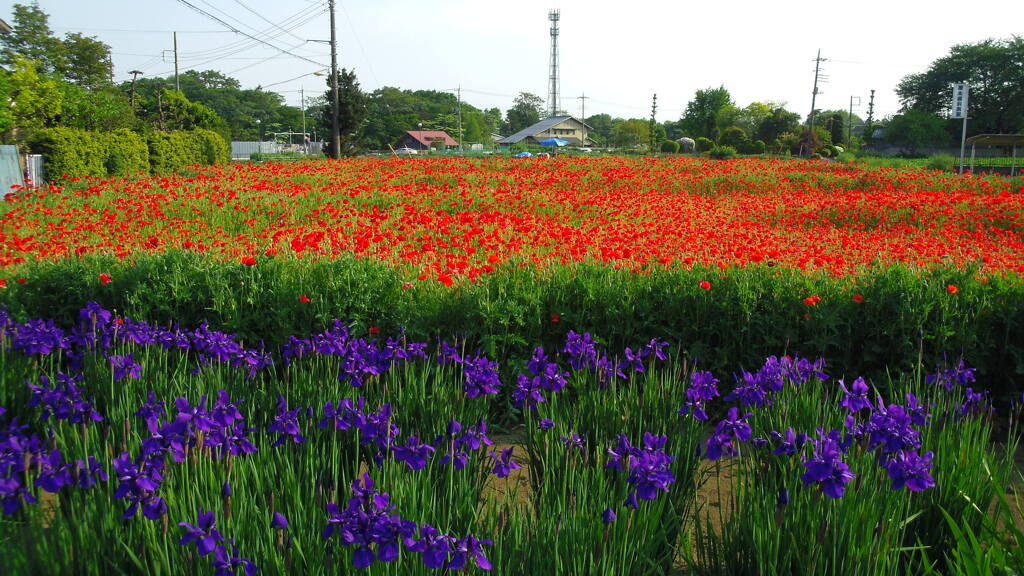 2013/05/05_菖蒲?とポピー?