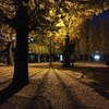 2019/12/08_夜の公園の銀杏