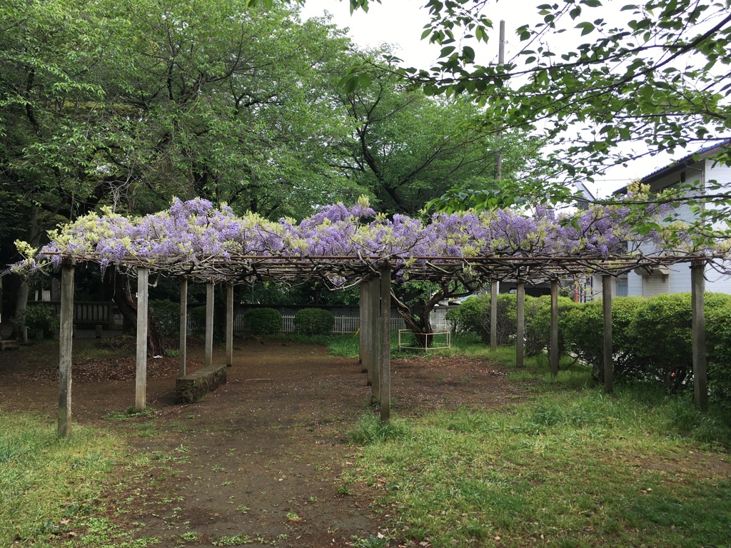 2020/04/28_氷川児童公園の藤