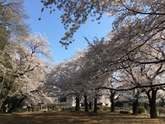 2020/03/26_氷川児童公園の桜