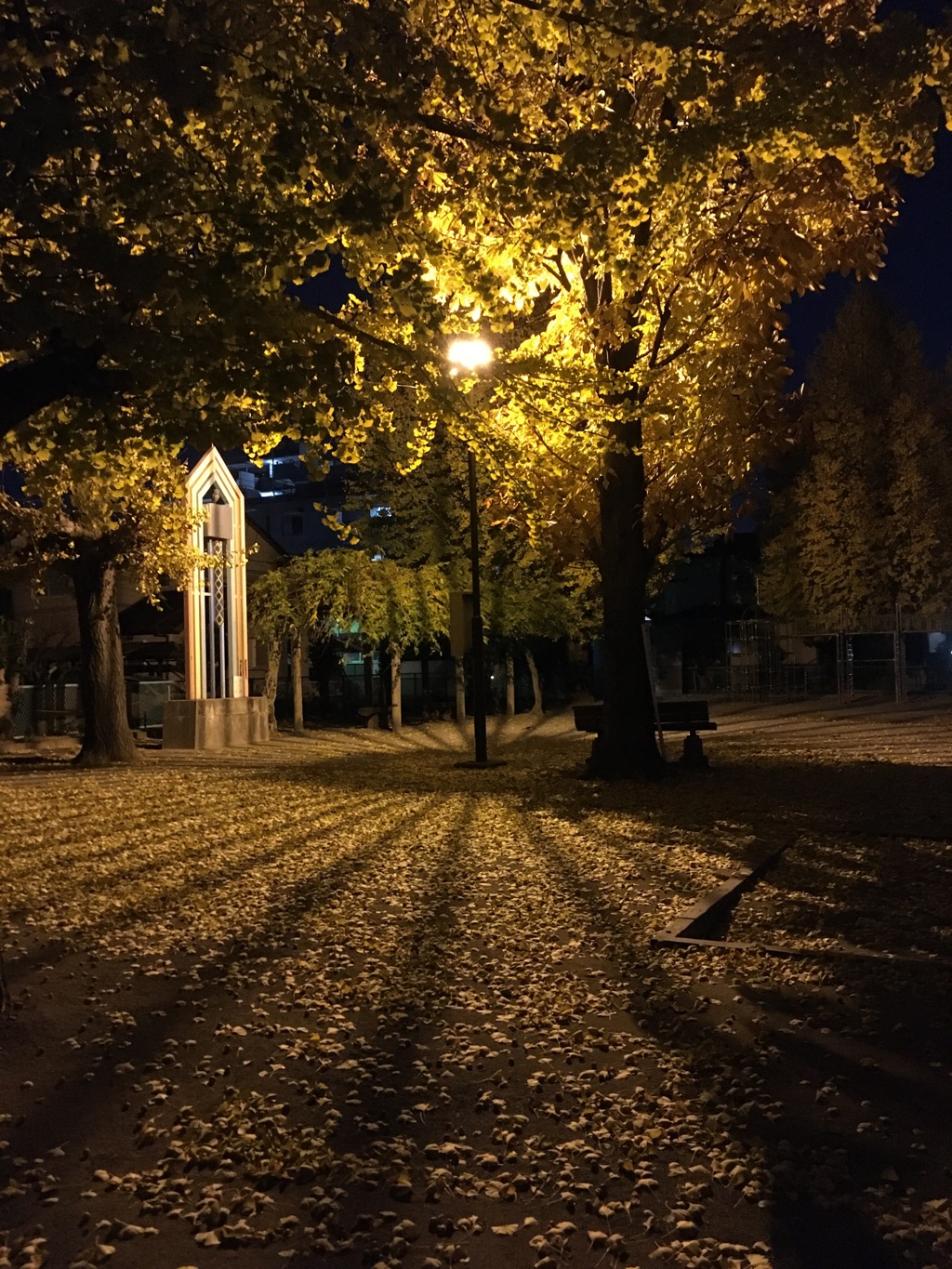 2019/12/08_夜の公園の銀杏