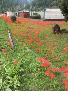 2019/09/29_ふれあい広場の彼岸花