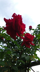 2013/05/18_平成の森公園 バラの小径のバラ