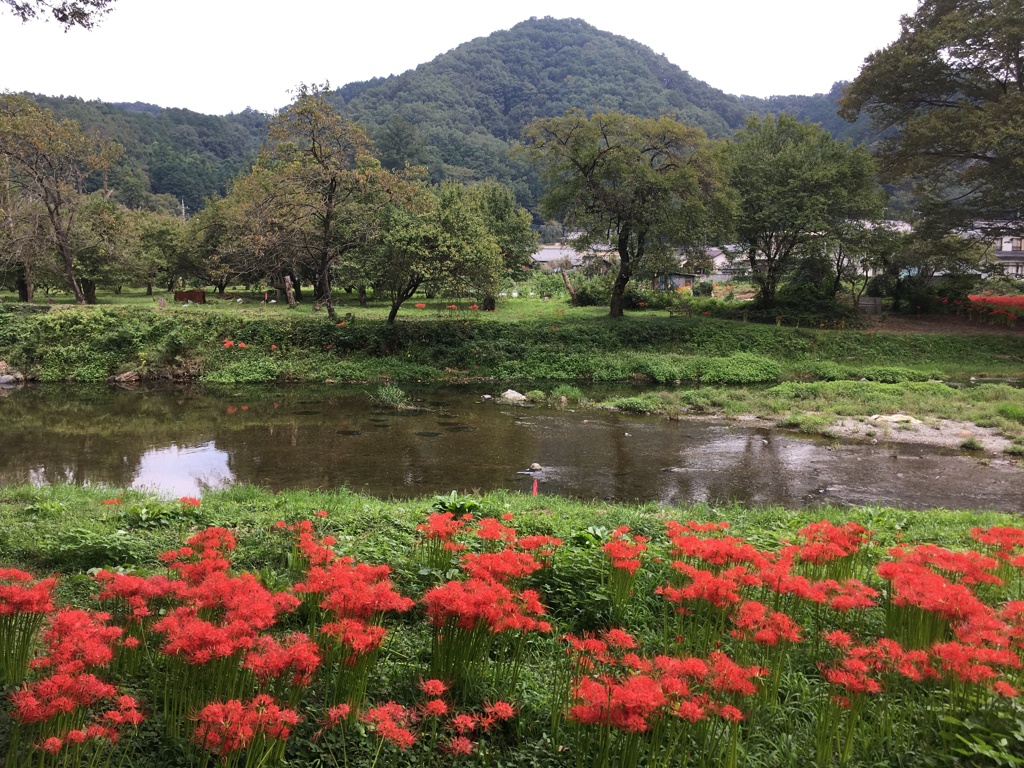 2019/09/29_安戸河原の彼岸花