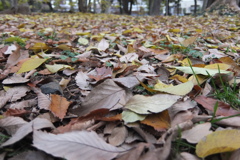 2014/11/30_ふれあいの森801