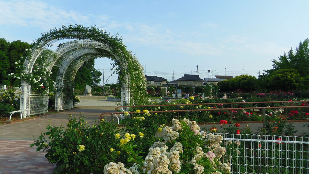 2013/06/02_伊奈町制施行記念公園 バラ園