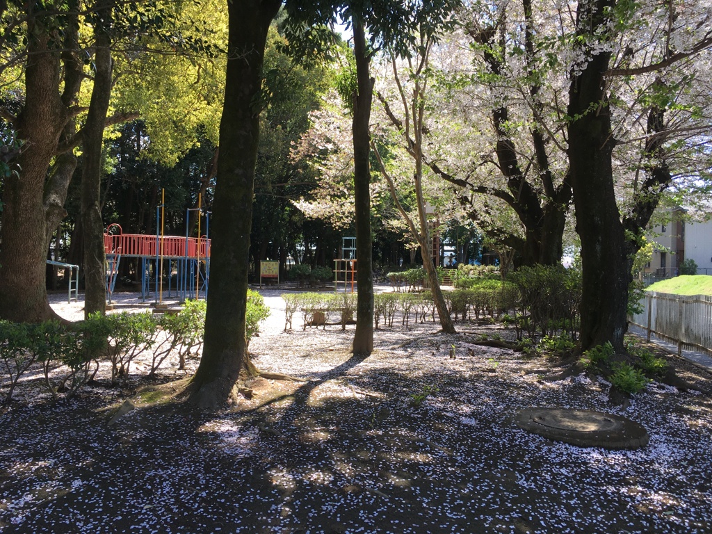 2020/04/06_氷川児童公園の桜
