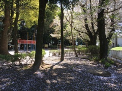 2020/04/06_氷川児童公園の桜