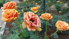 2013/06/15_伊奈町制施行記念公園 バラ園のバラ