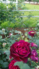 2013/06/15_伊奈町制施行記念公園 バラ園のバラ