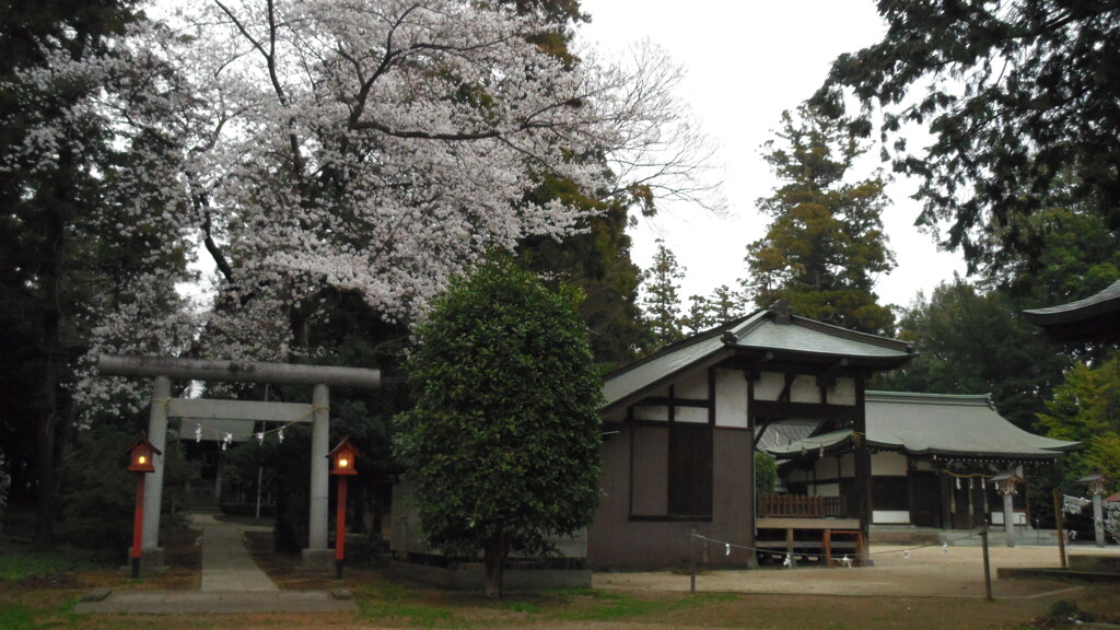2013/03/24_伊奈崇霊社の桜と小室氷川神社
