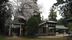 2013/03/24_伊奈崇霊社の桜と小室氷川神社