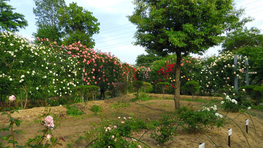 2013/05/18_平成の森公園 バラの小径