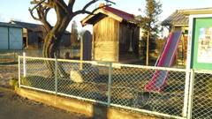 2013/01/04_向郷神社