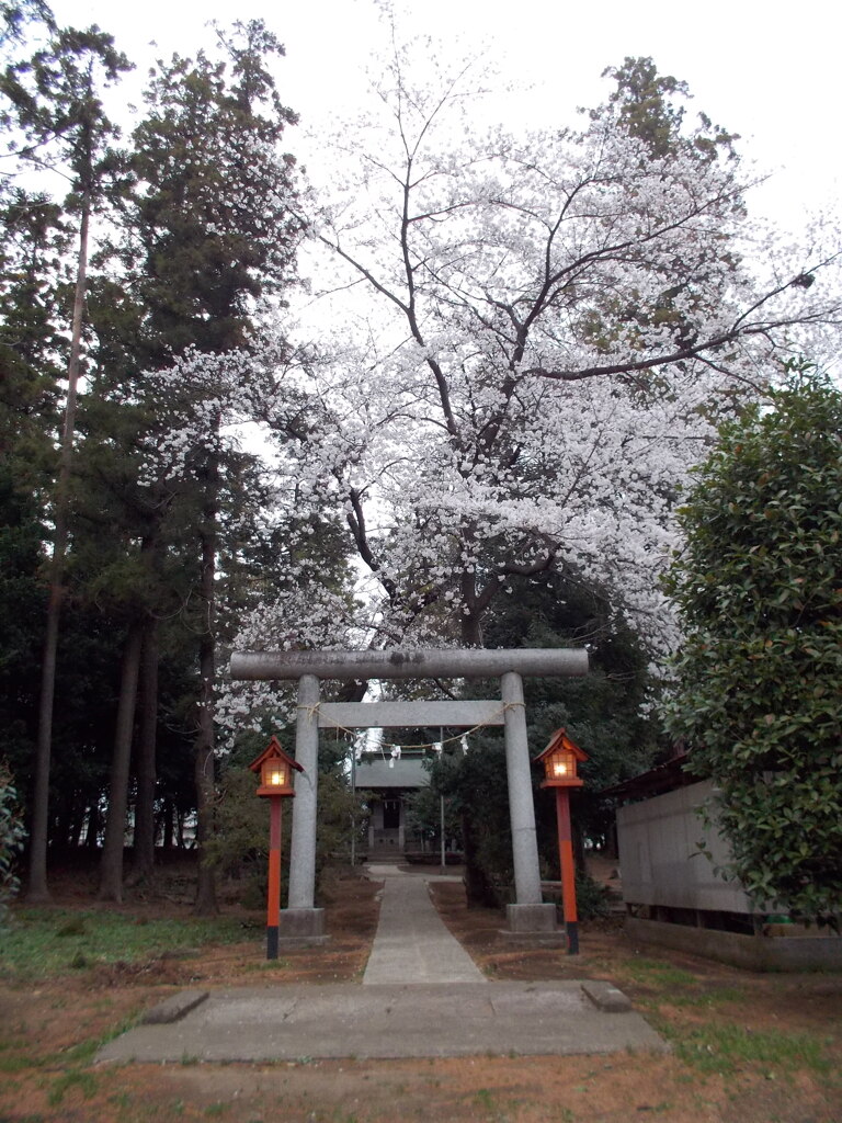 2013/03/24_伊奈崇霊社の桜