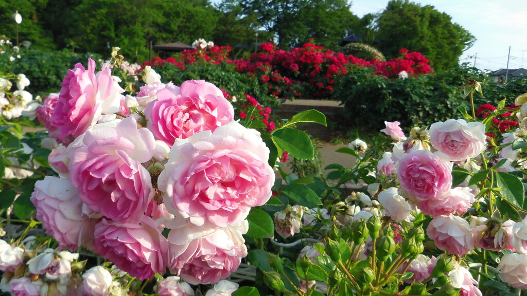 2013/06/02_伊奈町制施行記念公園 バラ園のバラ
