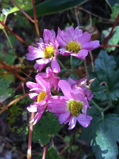 2019/11/17_外秩父山中の花に日差し